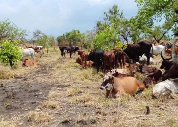 Joint Police–UPDF Operation Recovers 84 Stolen Cattle in Amuru