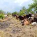 Joint Police–UPDF Operation Recovers 84 Stolen Cattle in Amuru