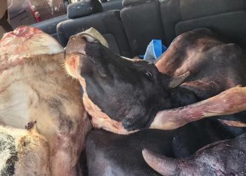 Three Arrested in Nakulabye with Two Slaughtered Cows in a Toyota Wish