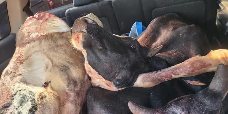 Three Arrested in Nakulabye with Two Slaughtered Cows in a Toyota Wish