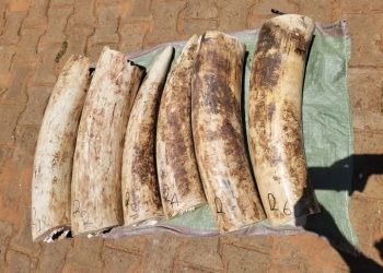 UWA Breaks into Ivory Trafficking Network in Bukedea