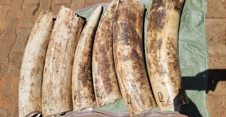 UWA Breaks into Ivory Trafficking Network in Bukedea