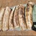 UWA Breaks into Ivory Trafficking Network in Bukedea