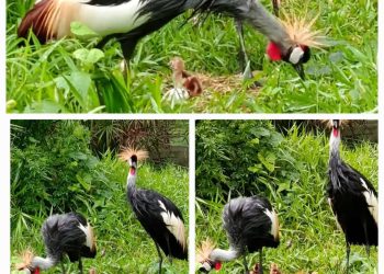 UWA Celebrates Birth of Rare Grey Crowned Crane Triplets at Entebbe Zoo