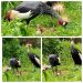 UWA Celebrates Birth of Rare Grey Crowned Crane Triplets at Entebbe Zoo
